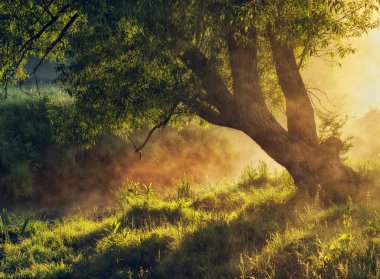 Güneş, orman ve gün doğumunda çayır olan güzel bir manzara. Güneş ışınları ağaçların arasından parlıyor. Ukrayna 'nın doğası