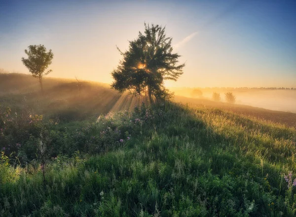 Bela Paisagem Com Sol Floresta Prado Nascer Sol Raios Sol — Fotografia de Stock