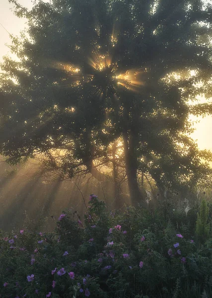 Hermoso Amanecer Primavera Sobre Las Orillas Del Río Los Rayos — Foto de Stock