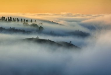 Trees in the Fog. Autumn morning. Nature of Ukraine