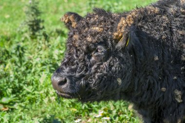 Galloway sığır yakın çekim