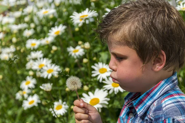 Junge bläst Löwenzahn — Stockfoto