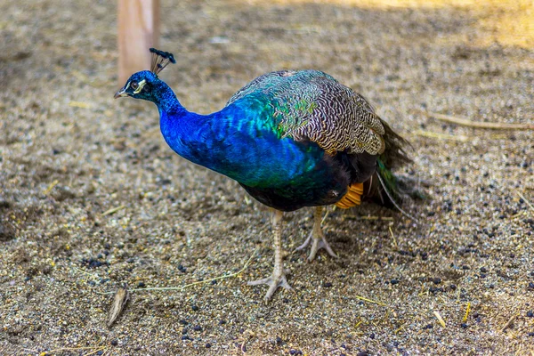 Pavão — Fotografia de Stock