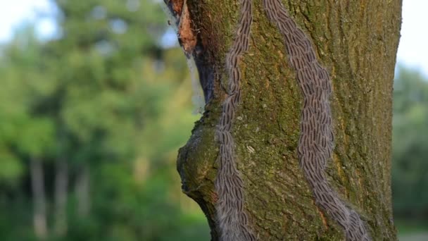 Oruga procesionaria de roble — Vídeos de Stock