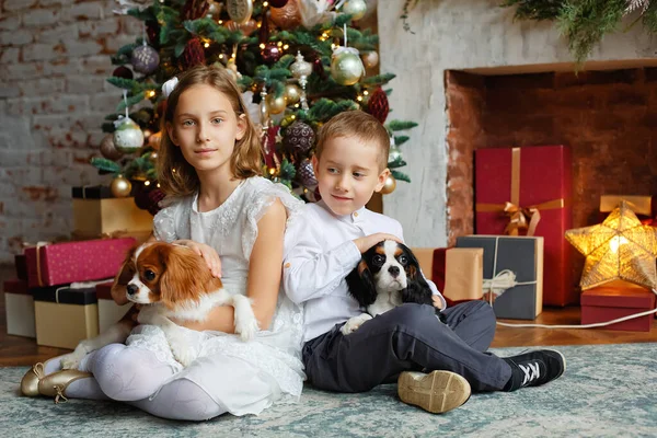 Dzieci Siedzą Obok Choinki Psami Chłopiec Dziewczynka Przytulają Cavalier King — Zdjęcie stockowe