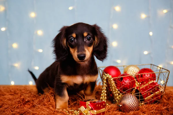 一只长毛猎犬 蓝底上有花环灯和圣诞装饰品 — 图库照片