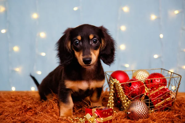 Ein Langhaariger Dackelwelpe Auf Blauem Hintergrund Mit Lichtergirlanden Und Weihnachtsdekoration — Stockfoto