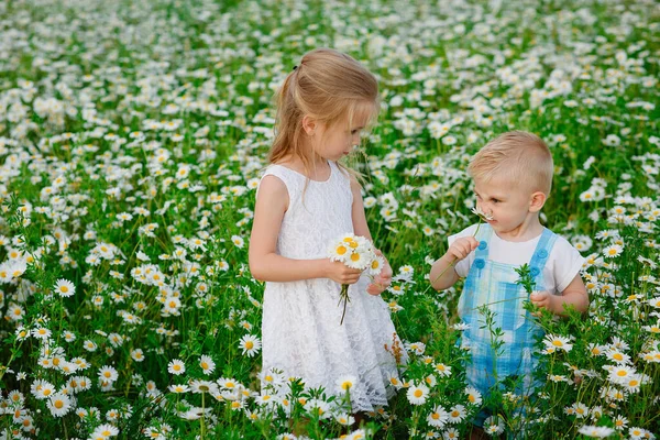 Kinder Gehen Und Sammeln Kamillenblüten Auf Dem Feld Ein Junge — Stockfoto