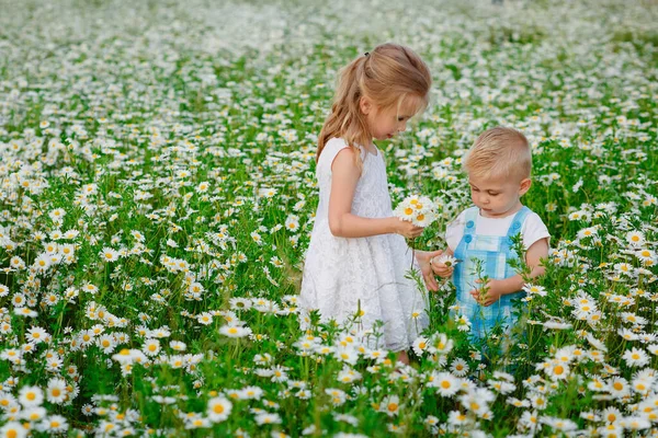 Kinder Gehen Und Sammeln Kamillenblüten Auf Dem Feld Ein Junge — Stockfoto