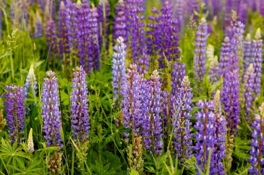 Lupin tarlası. Çayırda mor ve pembe lupin. Renkli lupinler yaz çiçeği arkaplanı ya da tebrik kartı. Çiçek açan lupinli yaz çayırı.