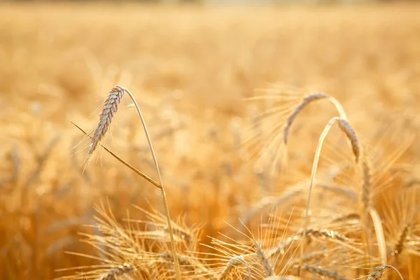 Seçici Odaklanma Olgun Buğday Kulakları Doğal Turuncu Arka Plan Veya — Stok fotoğraf