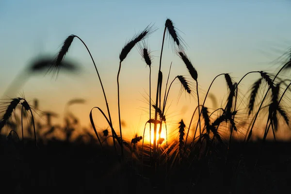 Olgun Çavdarın Silueti Güneş Işınlarında Günbatımının Arka Planında Buğday Kulakları — Stok fotoğraf