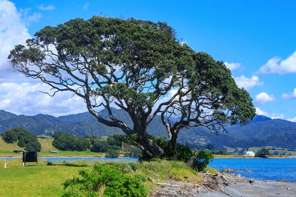 Raukokore Daki Kıyı Şeridi Yeni Zelanda Nın Kuzey Adası Nın — Stok fotoğraf