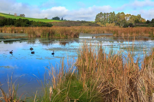 Uma Zona Húmida Parque Regional Pekapeka Hawke Bay Nova Zelândia — Fotografia de Stock