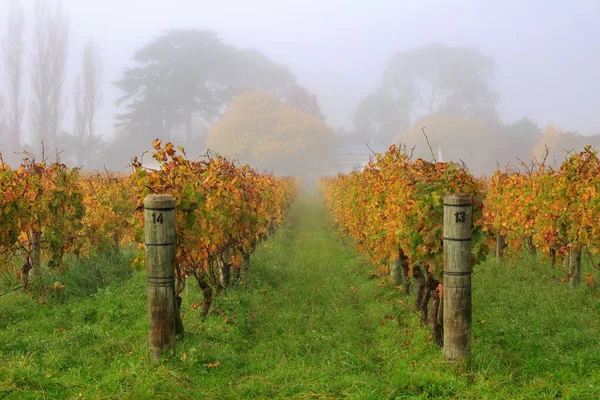 霧の日に撮影されたブドウ畑の秋のブドウ ニュージーランドのホークス — ストック写真