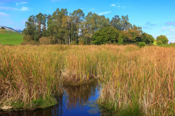 Pekapeka Wetland Pantano Región Hawke Bay Nueva Zelanda Raupo Nativo — Foto de Stock