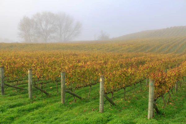 霧の日に撮影されたカラフルな秋の色を持つブドウ畑 ホークス湾地域 ニュージーランド — ストック写真