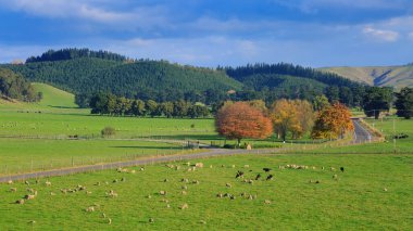 Hawke Körfezi bölgesindeki kırsal manzara manzarası, Yeni Zelanda. Koyun ve ineklerin birlikte otladığı bir tarla ve sonbahar ağaçlarının olduğu bir yol var. 