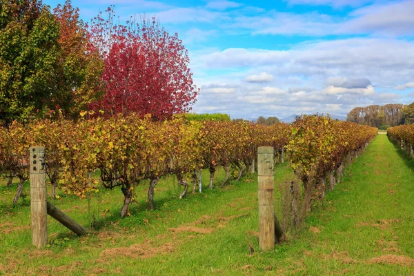 ニュージーランドのホークス湾地域にある秋のブドウ畑と木 — ストック写真