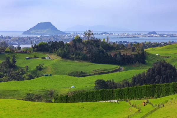 Uma Vista Monte Maunganui Nova Zelândia Partir Terras Agrícolas Nas Imagens De Bancos De Imagens