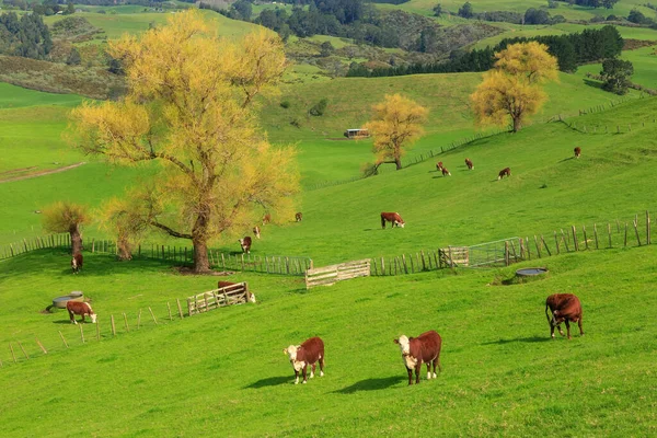 緑豊かな丘の牧草地でここに牛 ニュージーランドで撮影 — ストック写真