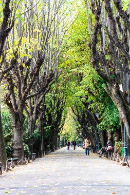 Romanya 'nın başkenti Bükreş' teki Cismigiu parkındaki boş sokak