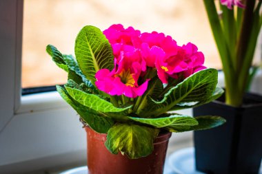 Güzel bahar leylak çiçekleri. Leylak çiçeği.