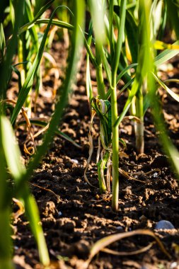 Taze soğanlar sebze bahçesinde yetişir, organik olarak soğan yetiştirilir.