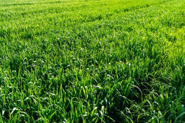 Buğday tarlası ve tarım kavramının ayrıntıları