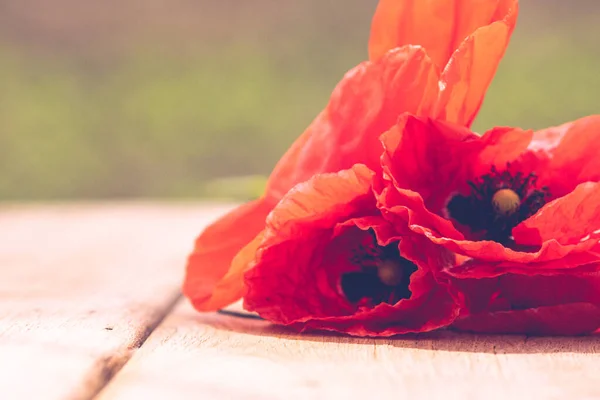 Güneşte Kırmızı Gelincik Çiçeklerini Kapat Seçici Bir Şekilde Arka Plan — Stok fotoğraf