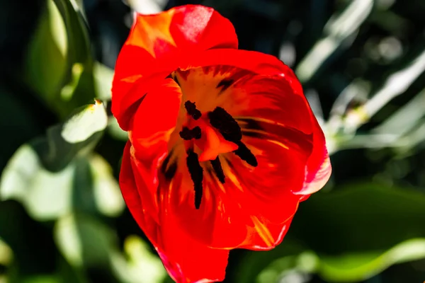 Piros Tulipán Virágágyásban Tavasszal — Stock Fotó