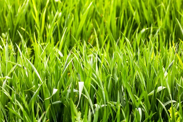 Detalle Del Campo Trigo Concepto Cultivo — Foto de Stock