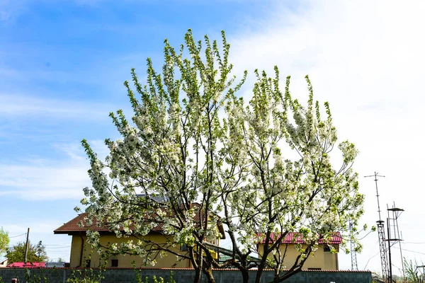 Wiosna Kwitną Drzewa Ogrodzie — Zdjęcie stockowe