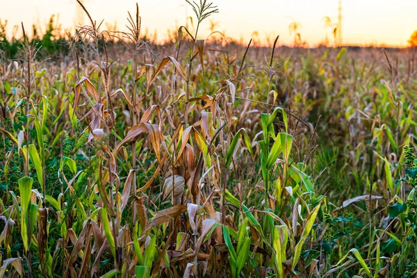 Plantación Maíz Alimentos Campo Maíz Huerto Agrícola — Foto de Stock