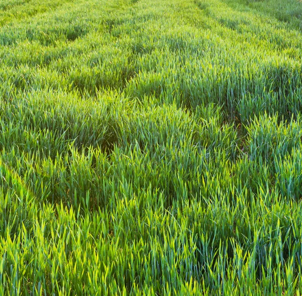 Campo Trigo Verde Fresco Campo Grãos Campo — Fotografia de Stock