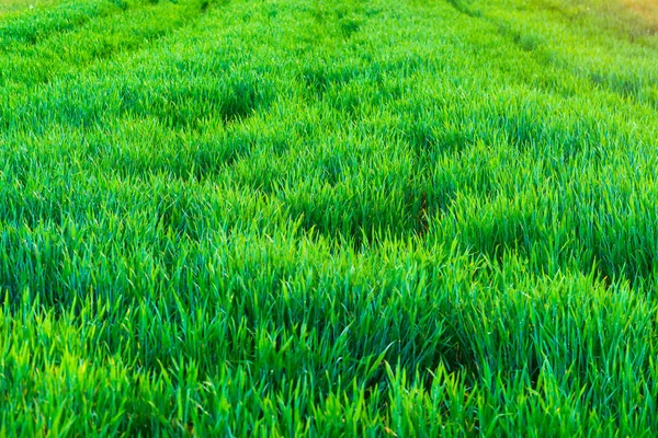 Vers Groen Tarweveld Korenveld Het Platteland — Stockfoto