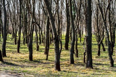 Ağaç gövdeleri sık bir ormanda, sıra sıra ağaçların arasında.