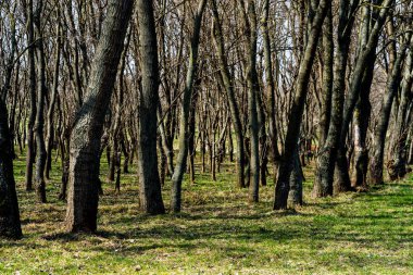 Ağaç gövdeleri sık bir ormanda, sıra sıra ağaçların arasında.