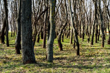 Ağaç gövdeleri sık bir ormanda, sıra sıra ağaçların arasında.