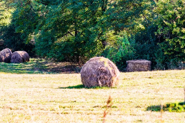 农田里堆满了干草堆 堆满了圆圆的干草包 田里的草球 — 图库照片