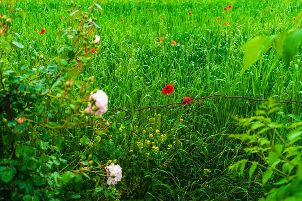 Flores Papoula Vermelhas Selvagens Grande Campo Papoula Belas Flores Campo — Fotografia de Stock