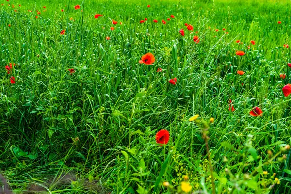 Flores Papoula Vermelhas Selvagens Grande Campo Papoula Belas Flores Campo — Fotografia de Stock