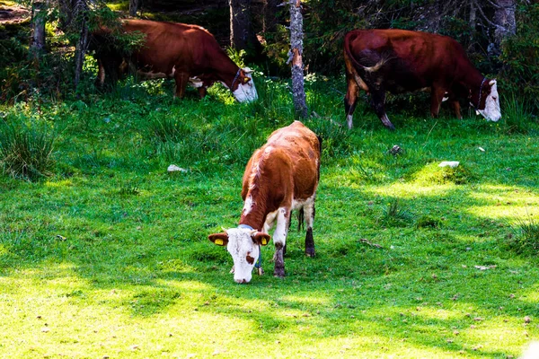 Vaca Pastando Campo Gramado Dia Ensolarado — Fotografia de Stock