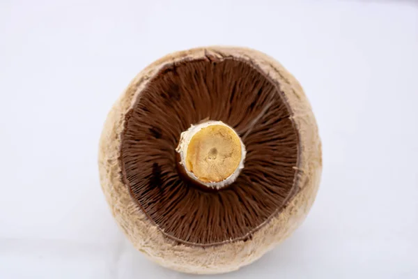 Fresh Champignons Champignon Mushrooms Close Isolated — Stock Photo, Image