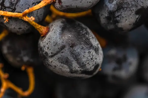 Primer Plano Uvas Maduras Fondo Uvas —  Fotos de Stock