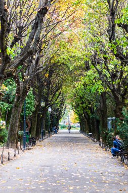 Romanya 'nın başkenti Bükreş' teki Cismigiu parkındaki boş sokak