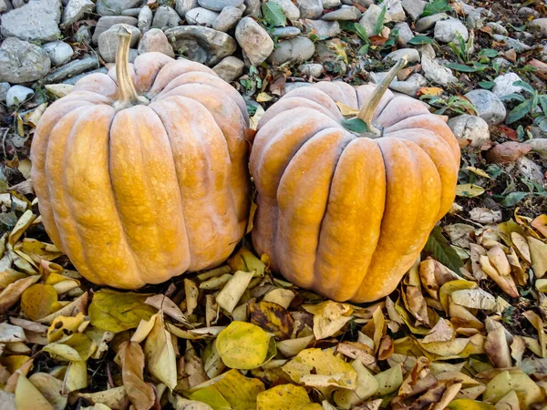 Stelletje Pompoenen Het Veld — Stockfoto