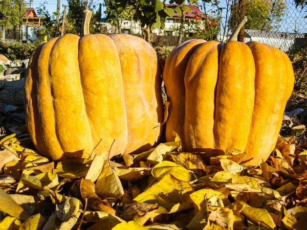 Bunch Pumpkins Field — Stock Photo, Image