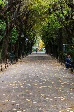 Romanya 'nın başkenti Bükreş' teki Cismigiu parkındaki boş sokak