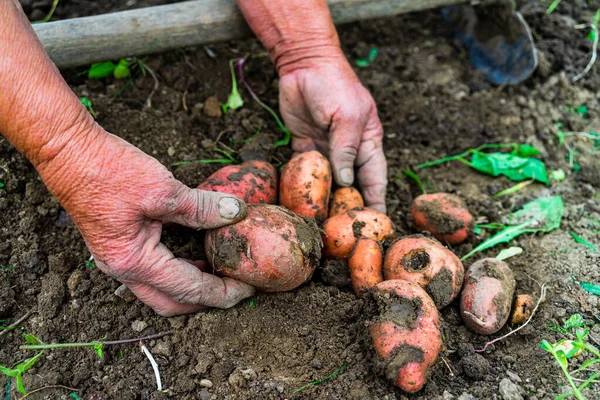 stock image Grandma picking potatoes from the garden